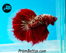 Load image into Gallery viewer, Red Galaxy Marble Halfmoon Male