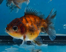 Load image into Gallery viewer, Calico Shogun Godzilla Oranda Baby (2.5 inches) Imported from Thailand