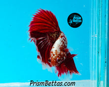Load image into Gallery viewer, Red Galaxy Marble Halfmoon Male