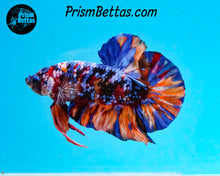 Load image into Gallery viewer, Candy Koi GIANT Halfmoon Plakat Male