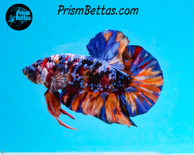 Candy Koi GIANT Halfmoon Plakat Male