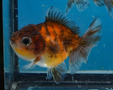 Calico Shogun Godzilla Oranda Baby (2.5 inches) Imported from Thailand