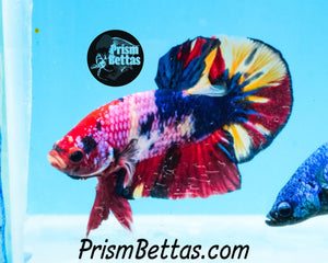 Candy Koi Halfmoon Plakat Male