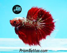 Load image into Gallery viewer, Red Galaxy Marble Halfmoon Male