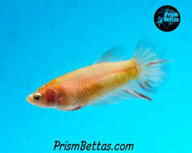 Dalmatian Halfmoon Female
