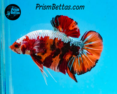 Rainbow Marble GIANT Halfmoon Plakat Male