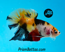 Load image into Gallery viewer, Candy Koi Halfmoon Plakat Male