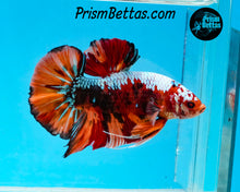 Load image into Gallery viewer, Rainbow Marble GIANT Halfmoon Plakat Male