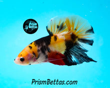 Load image into Gallery viewer, Candy Koi Halfmoon Plakat Male