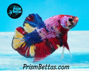 Candy Koi Halfmoon Plakat Male