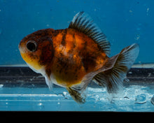 Load image into Gallery viewer, Calico Shogun Godzilla Oranda Baby (2.5 inches) Imported from Thailand