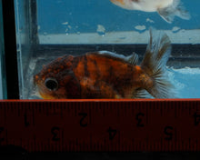 Load image into Gallery viewer, Calico Shogun Godzilla Oranda Baby (2.5 inches) Imported from Thailand