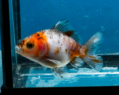 Kirin Shogun Godzilla Oranda Baby (2.75 inches) Imported from Thailand