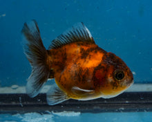 Load image into Gallery viewer, Calico Shogun Godzilla Oranda Baby (2.5 inches) Imported from Thailand