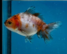 Load image into Gallery viewer, Kirin Shogun Godzilla Oranda Baby (2.75 inches) Imported from Thailand