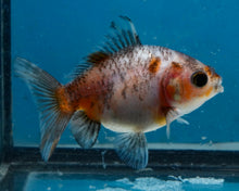 Load image into Gallery viewer, Kirin Shogun Godzilla Oranda Baby (2.75 inches) Imported from Thailand