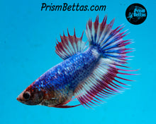 Load image into Gallery viewer, Marble Crowntail Female