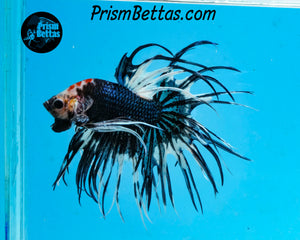 Marble Crowntail Male