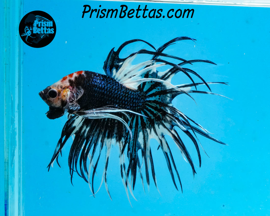 Marble Crowntail Male