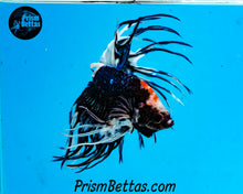Load image into Gallery viewer, Marble Crowntail Male