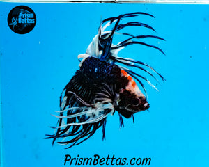 Marble Crowntail Male