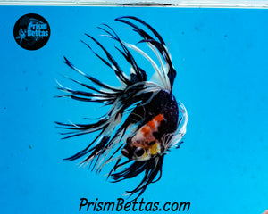 Marble Crowntail Male