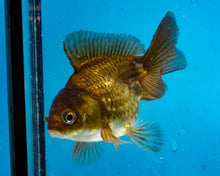 Load image into Gallery viewer, Bronze Monster Oranda Female (3.25 inches) Imported from Thailand