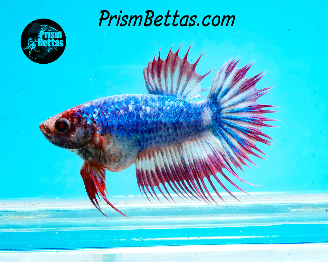 Marble Crowntail Female