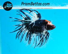 Load image into Gallery viewer, Marble Crowntail Male