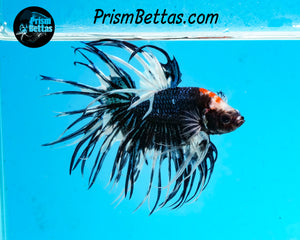 Marble Crowntail Male