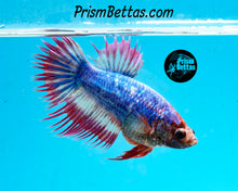 Load image into Gallery viewer, Marble Crowntail Female