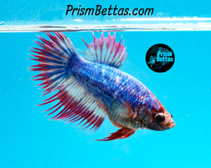 Marble Crowntail Female