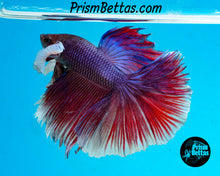 Load image into Gallery viewer, Dumbo Halfmoon Male
