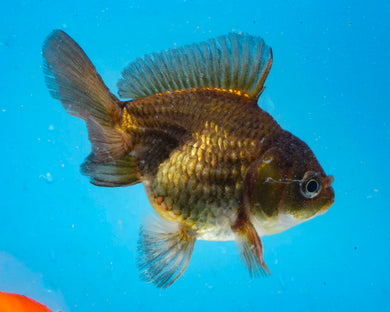Bronze Monster Oranda Female (3.25 inches) Imported from Thailand