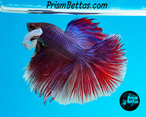 Dumbo Halfmoon Male