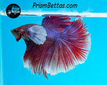 Load image into Gallery viewer, Dumbo Halfmoon Male