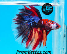 Load image into Gallery viewer, Candy Koi Halfmoon Male