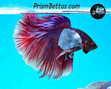 Dumbo Halfmoon Male