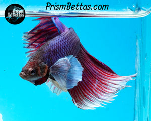 Dumbo Halfmoon Male