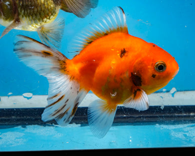 Tricolor Godzilla Shogun Oranda Female (3.5 inches) Imported from Thailand