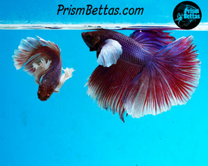 Dumbo Halfmoon Male