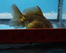 Load image into Gallery viewer, Bronze Monster Oranda Female (3.25 inches) Imported from Thailand