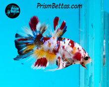 Load image into Gallery viewer, Candy Koi Halfmoon Plakat Male