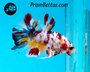 Candy Koi Halfmoon Plakat Male