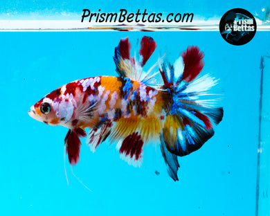 Candy Koi Halfmoon Plakat Male