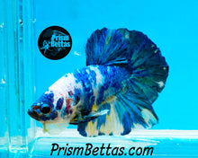 Load image into Gallery viewer, Marble Halfmoon Plakat Male