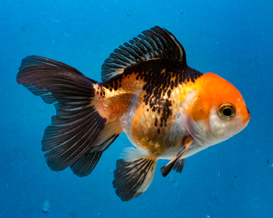 Tricolor Monster Oranda (3.75 inches) Imported from Thailand