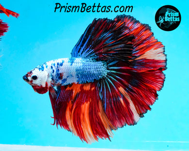 Rainbow Marble Halfmoon Male