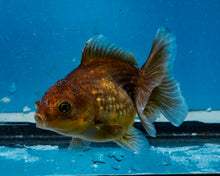 Load image into Gallery viewer, Chocolate Godzilla Shogun Oranda Baby (3 inches) Imported from Thailand
