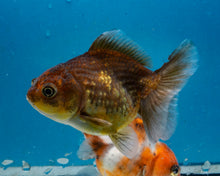 Load image into Gallery viewer, Chocolate Godzilla Shogun Oranda Baby (3 inches) Imported from Thailand